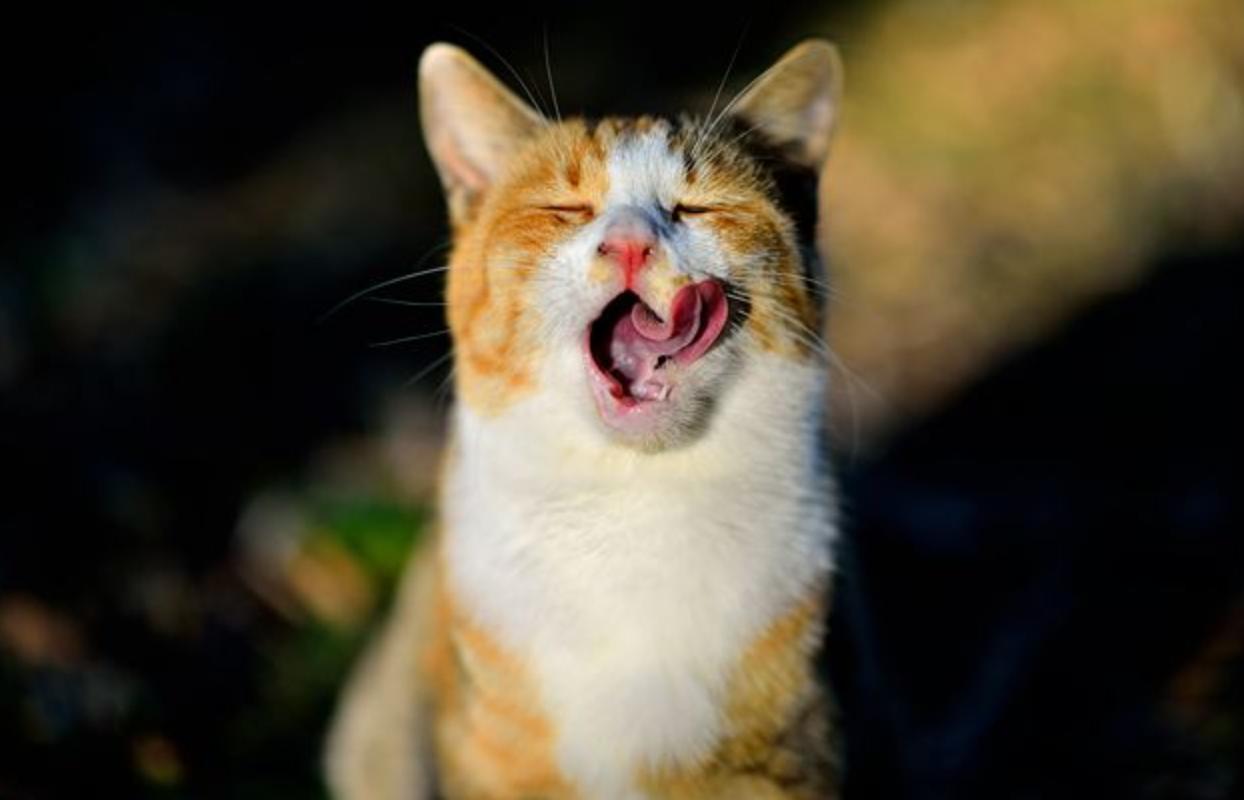 田园猫正宗的华夏喵星人,中华田园猫哪种猫性格好