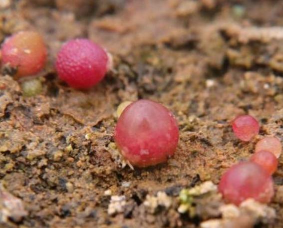 徒长的生石花能养好吗怎么养,养石生花注意事项