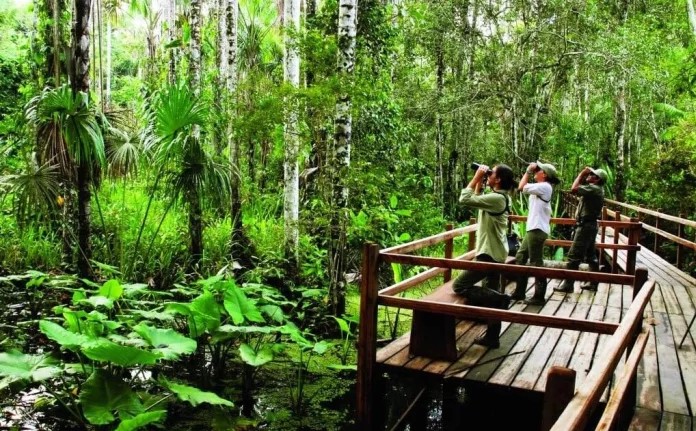 亚马逊雨林看起来是绿色天堂，实则是人类禁区，究竟有多恐怖？
