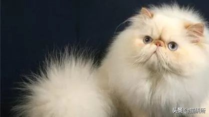 猫咪航空托运全面解析铲屎官必看,八大航空公司对于托运猫咪要求