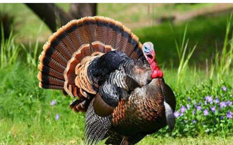 一斤左右的火鸡苗怎样饲养,火鸡饲养5个月可以长到多重