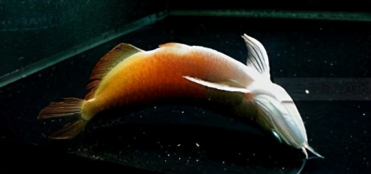 龙鱼常见疾病及治疗方法,龙鱼疾病找哪里救治