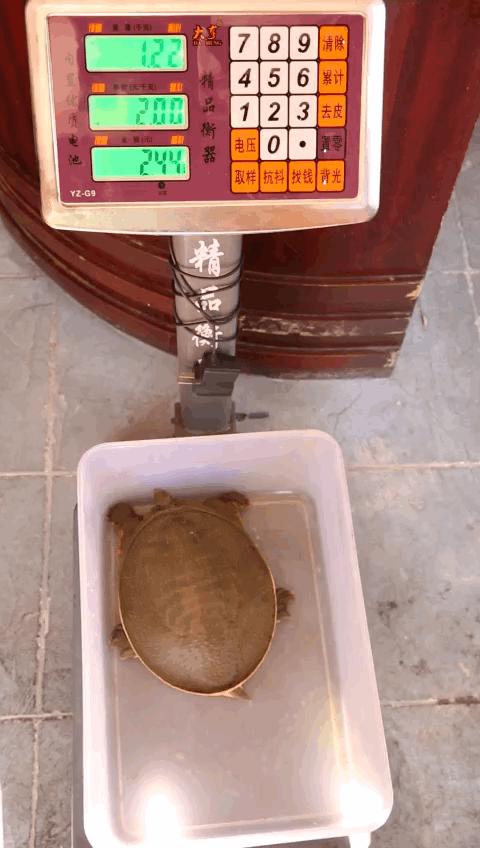 靠着这道菜这家店火了二十年,这家店仅凭一道菜火爆多年