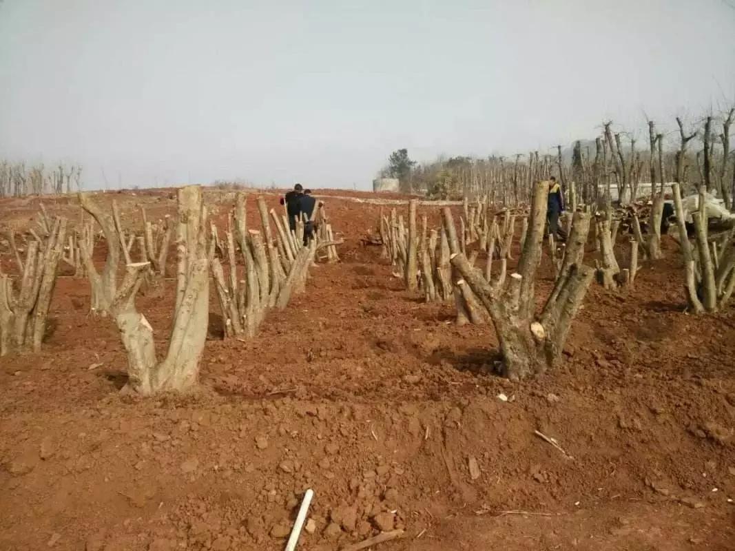 顶级朴树盆景寿命多少年,十种寿命最长的树