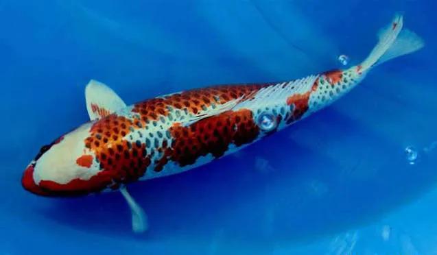 锦鲤鱼价格多少钱一条,锦鲤鱼多少钱一斤2019