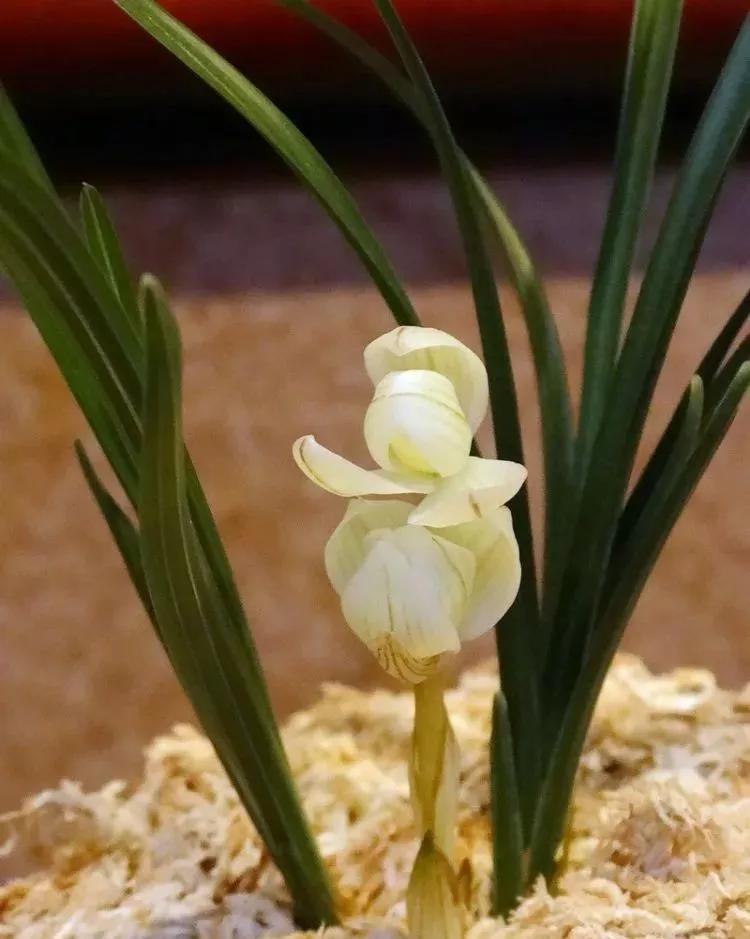 名贵植物排名前十名,十大天价的花卉