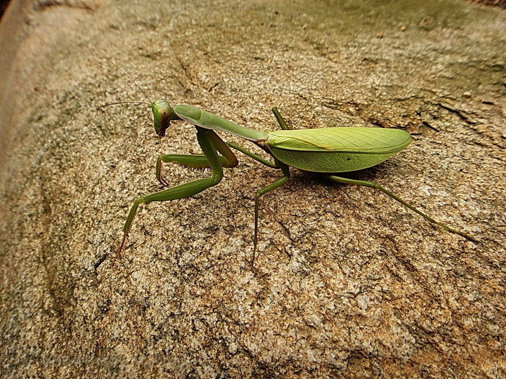动物世界螳螂的生活习性,动物世界自相残杀视频大全