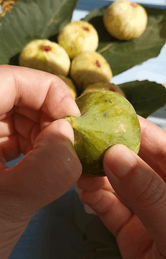 1看2捏3剥皮，妈，我终于会吃无花果了