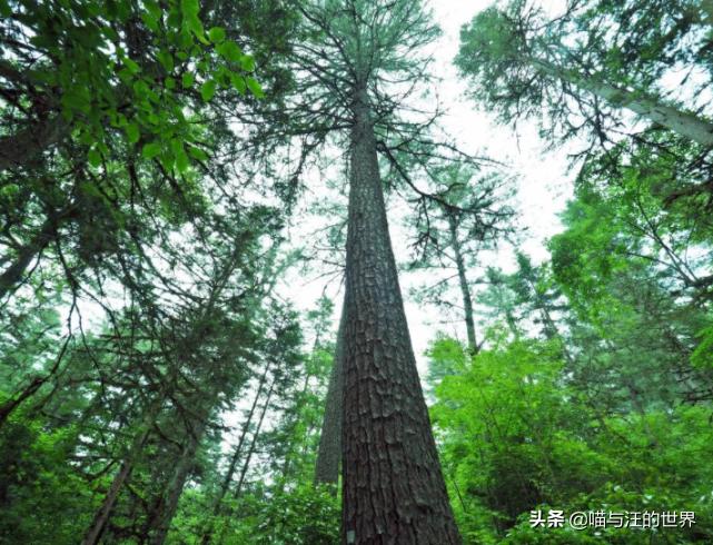 打松塔全部过程,打松塔是几月