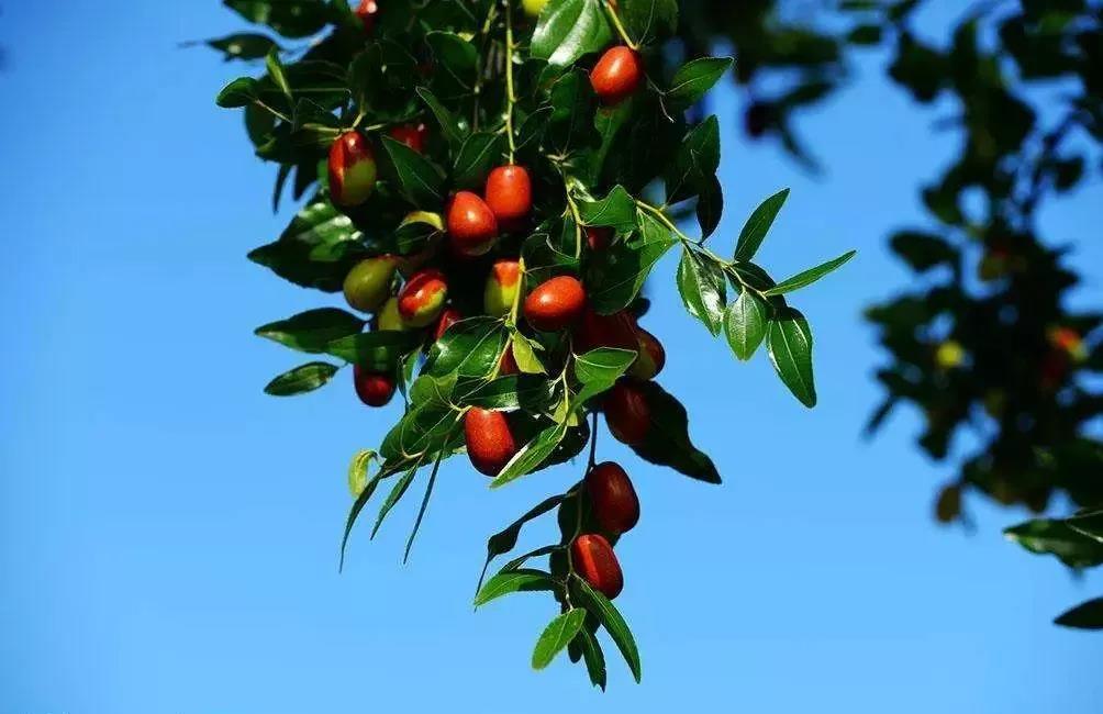 花园风水布局禁忌图解大全,花园忌讳什么植物