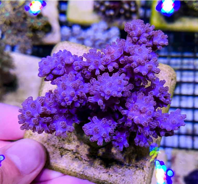 国外珊瑚售卖店和国内有何不同，5种最受欢迎的珊瑚告诉你