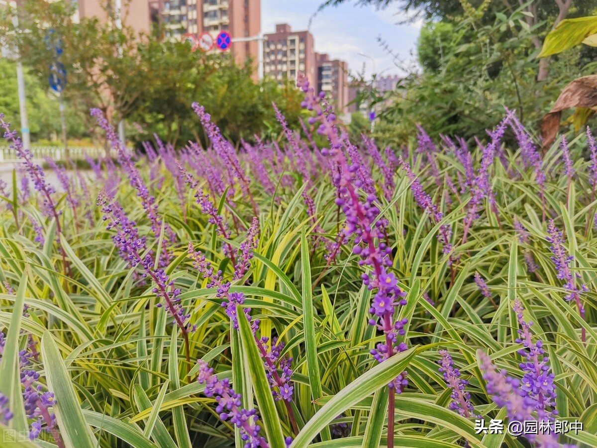 麦冬草坪除杂草,麦冬草怎样消灭