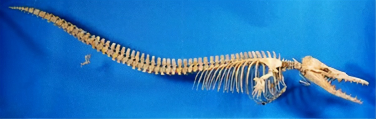 鲸不是鱼为何还被称为鲸鱼,鲸从陆地到海的进化史