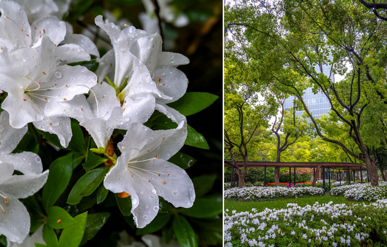 富春湖公园上海,青年湖公园上海