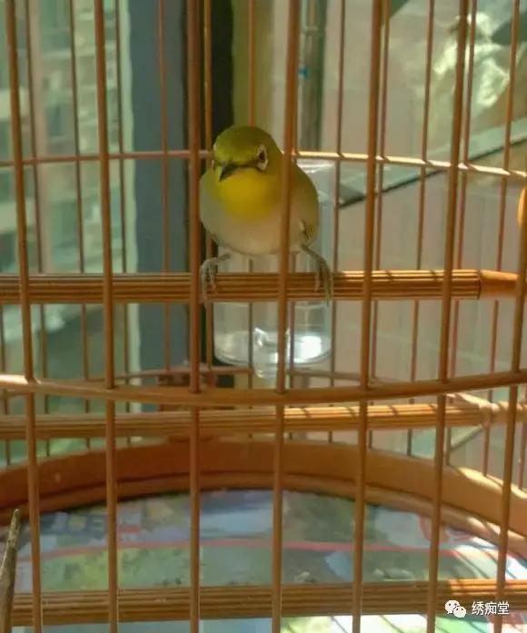 桃花季早鸟,桃花绣眼鸟多久开叫