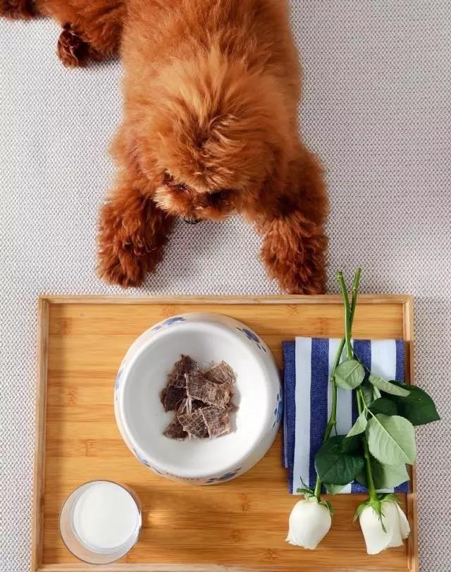 全国首家七星宠物度假酒店,最豪华的宠物酒店