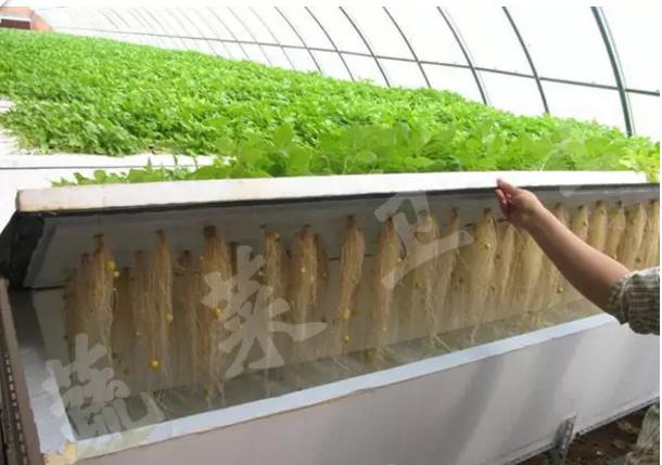 西红柿无土栽培技术,无土栽培分为哪两类