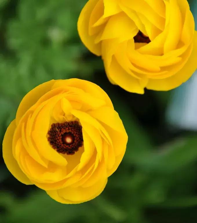 「倒叙·分享」婚庆小百科，婚礼捧花大学问你知道吗？