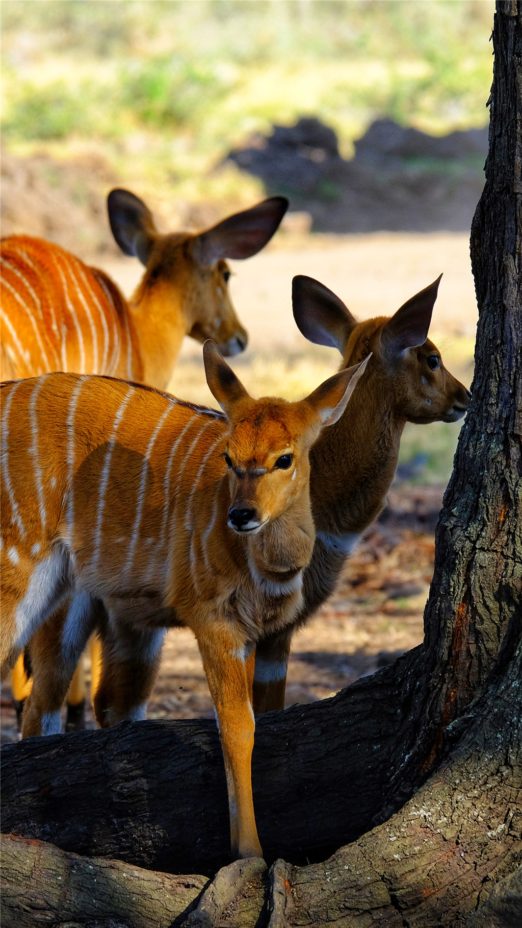 毛里求斯陈小春,毛里求斯马克吐温