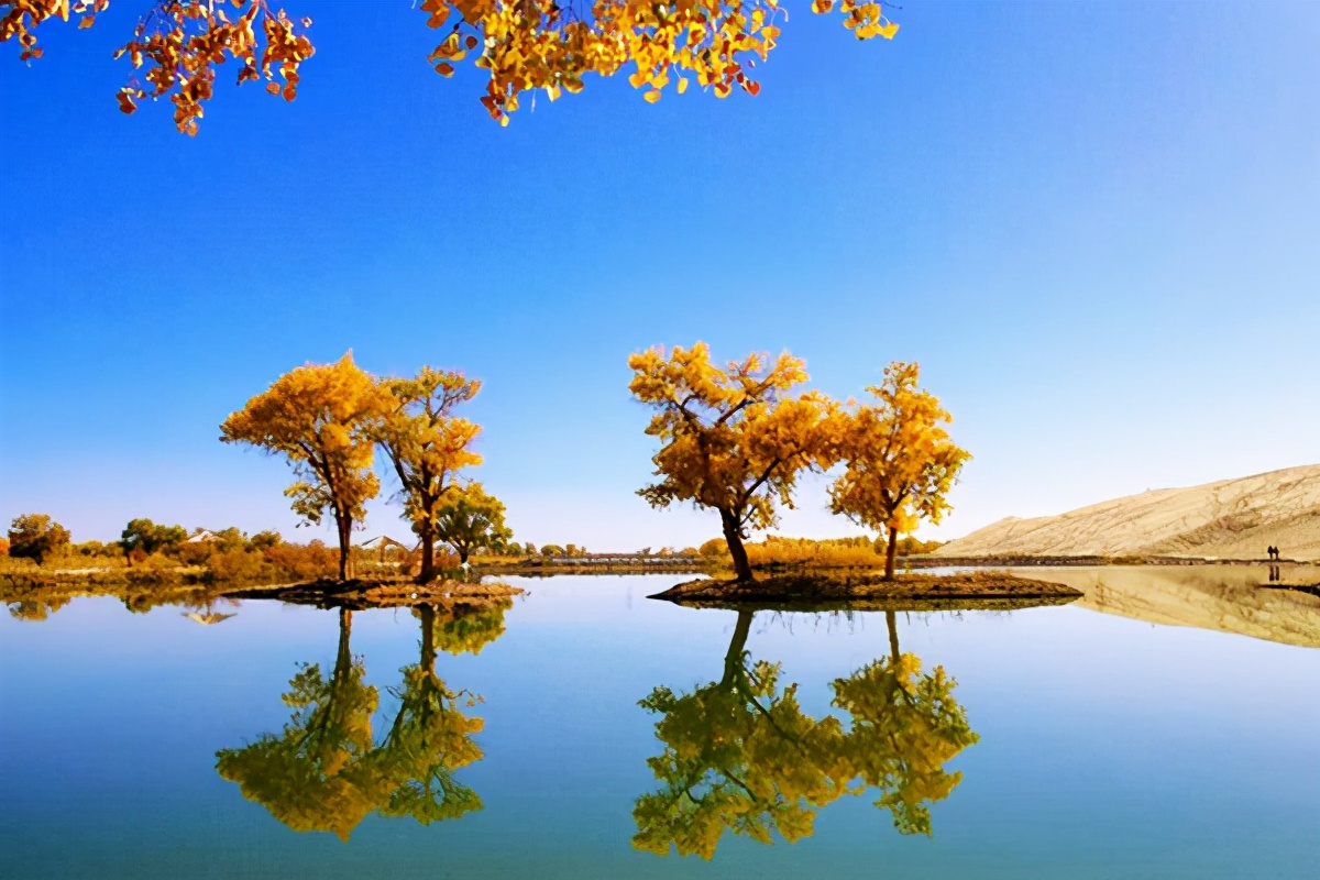 艺术家朗诵不朽的胡杨,千年不朽的胡杨