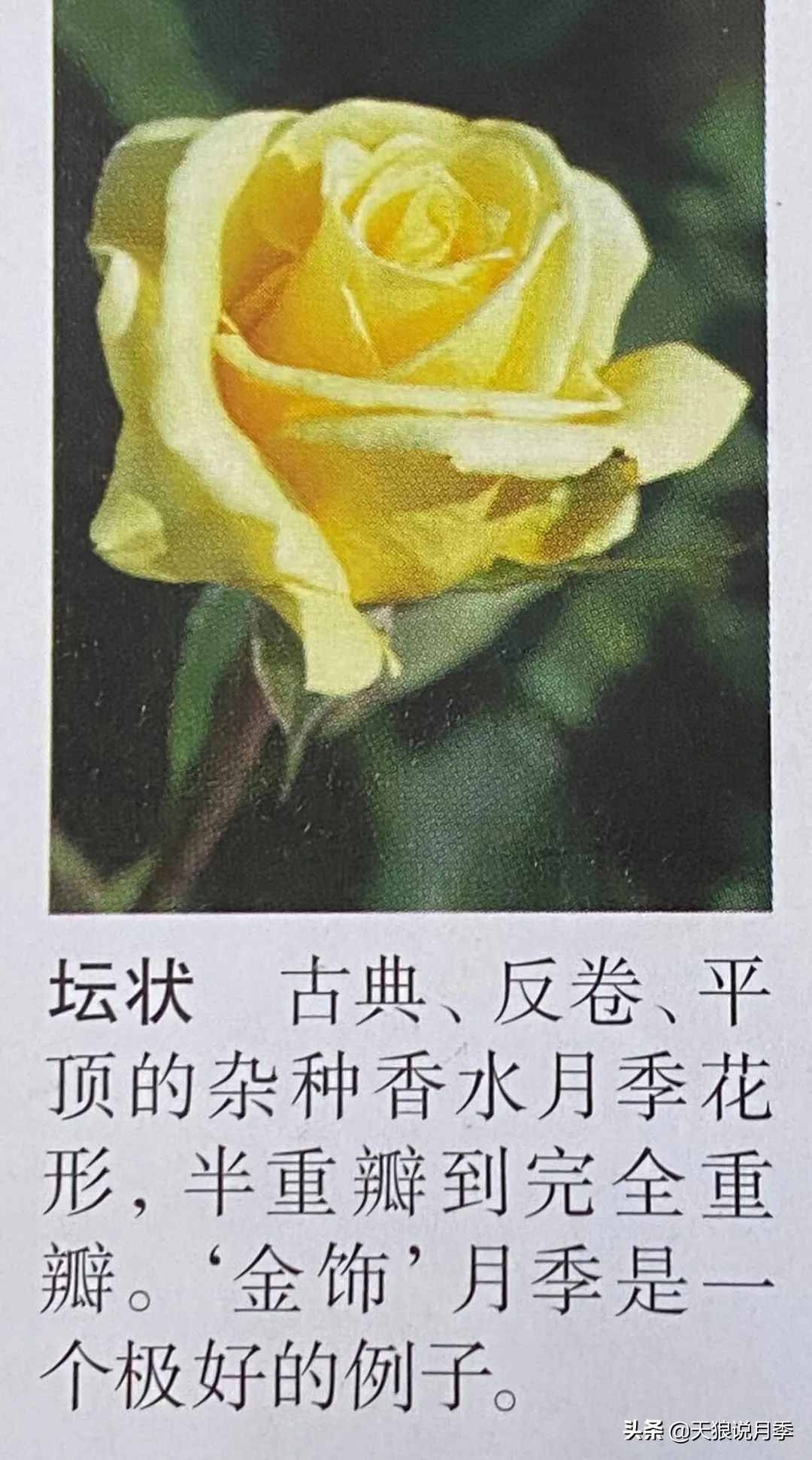 怦然心动的万人迷月季,原来从它而来(终篇)