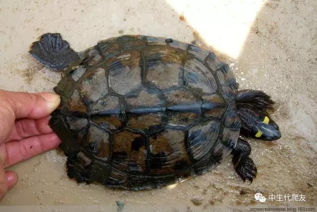 正宗的地图龟,史上最差的地图龟