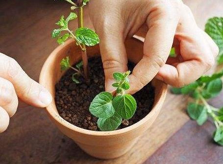 薄荷种植的详细步骤图片,薄荷植物能在家种植吗
