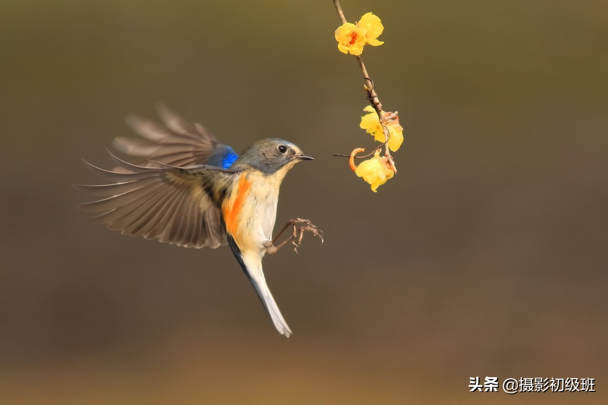 拍鸟悬停如何拍,山野鸟趣野外拍鸟