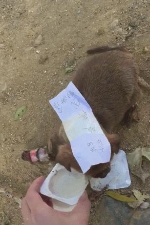 小狗腿骨折一碰它就咬,小狗腿受伤了吃东西吐