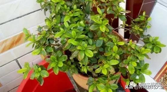 杜鹃花死了能活多久,快死的杜鹃花还能救活吗