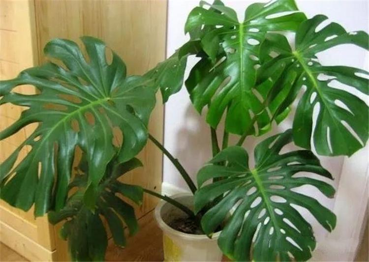 龟背竹杆子长得短,龟背竹长的棍子是什么