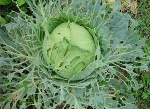 白菜菜青虫有自制妙招吗,大白菜菜青虫用药最佳配方