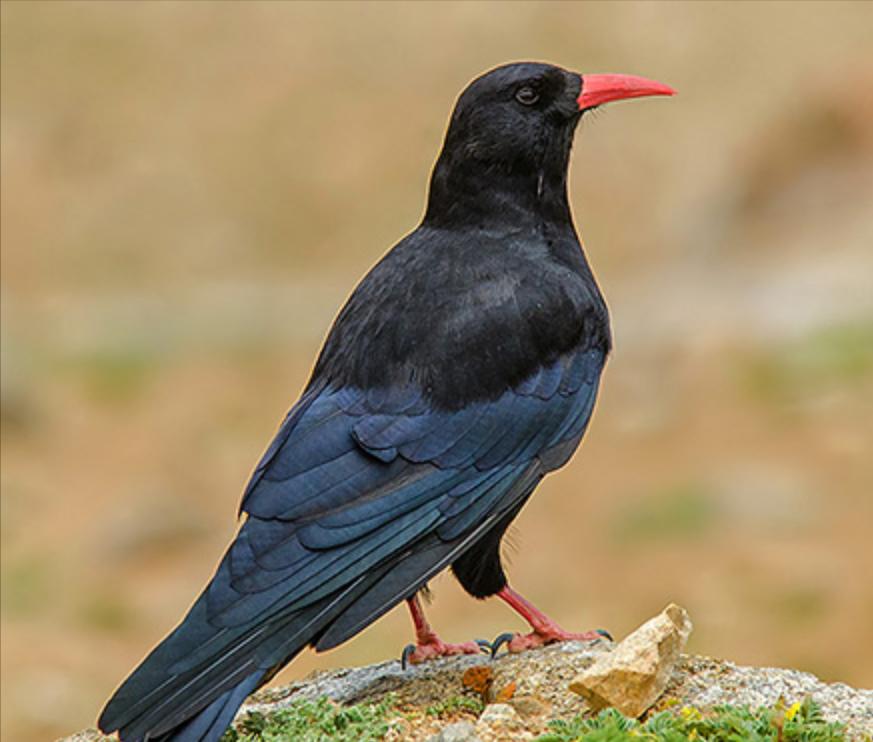 东江揽胜,惠州淡水常见鸟类图谱