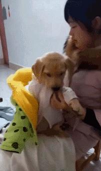 狗狗冬天到底需不需要穿衣服,狗狗怕冷吗狗狗怕冷的表现有哪些