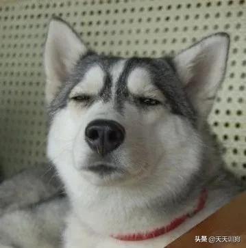 科学养犬四个标准是指哪些,科学养宠攻略狗不能吃什么