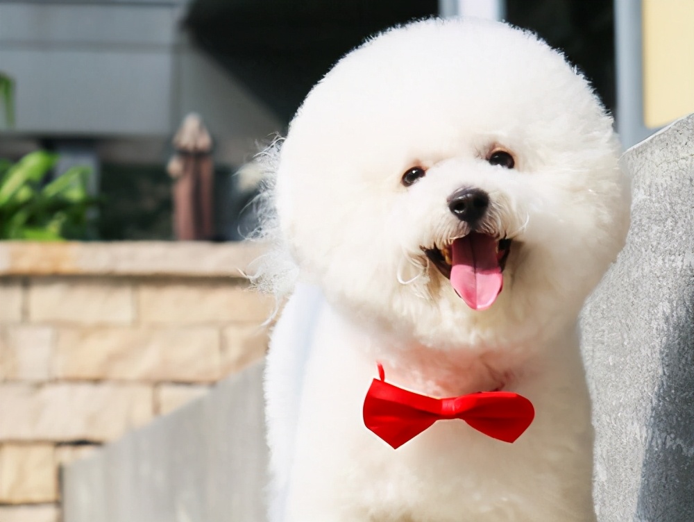 最忠诚护主的小型犬排名,建议新手养的10种小型犬推荐