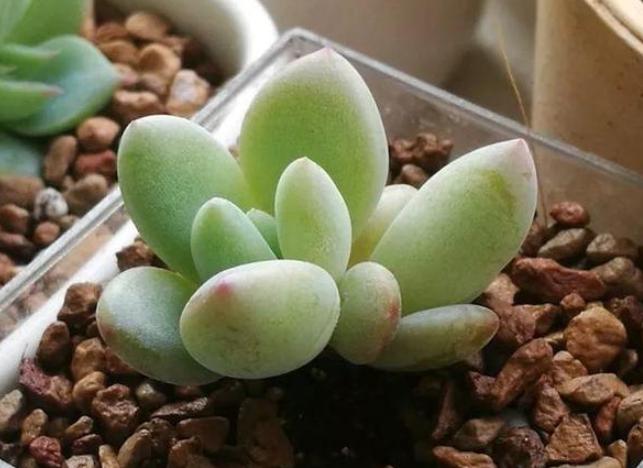 家里养什么花对身体有危害,从风水角度说哪些花不可以家里养