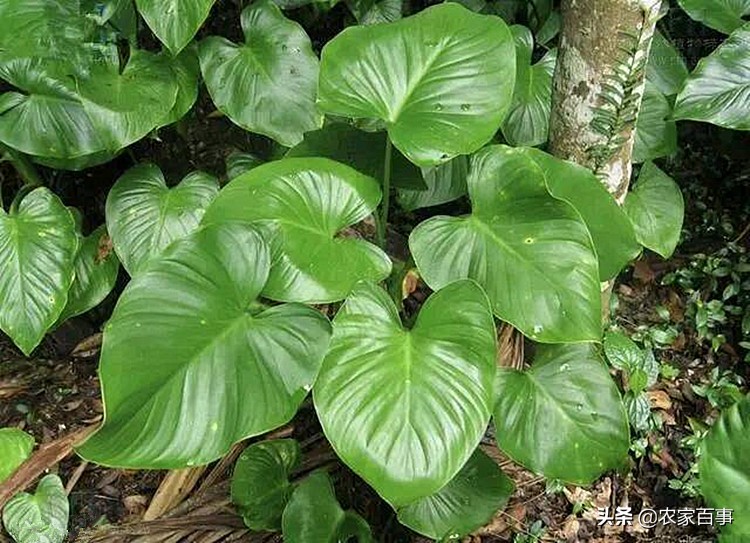 农村野草滴水观音,农村这种草看着不起眼根像小海螺