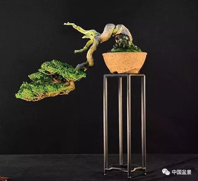 一组盆景佳作欣赏,斜杆式飘枝盆景图片欣赏