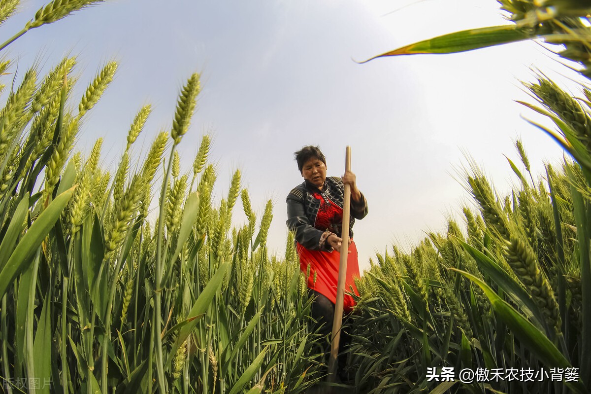 小麦早打和晚打有什么区别,小麦晚播品种能否早播
