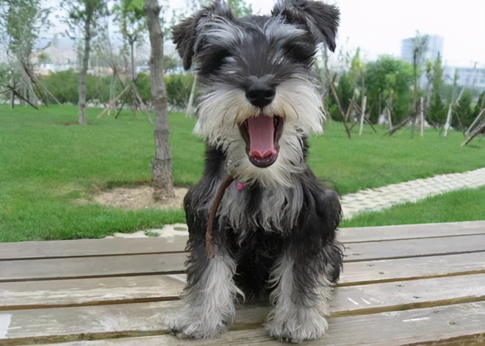 什么狗适合陪孩子长大不掉毛好养,有不会掉毛的狗子