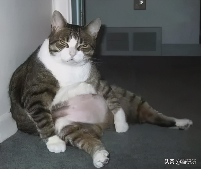 猫咪肚子圆鼓鼓，怎么区分是胖还是生病？