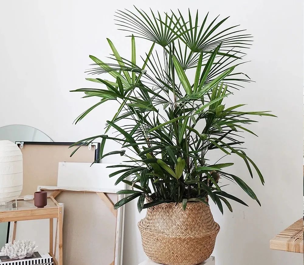 绿叶竹子怎么养护,细叶棕竹怎么养护和管理