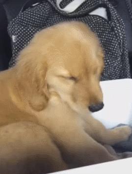 怀孕了，就把狗扔了吧，多脏啊