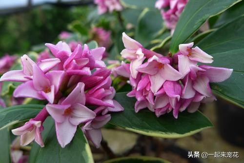 养花就养3种香水花,哪种香水花好养