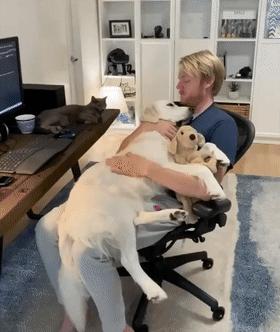 养什么狗好不爱叫,养什么狗不拆家不生病