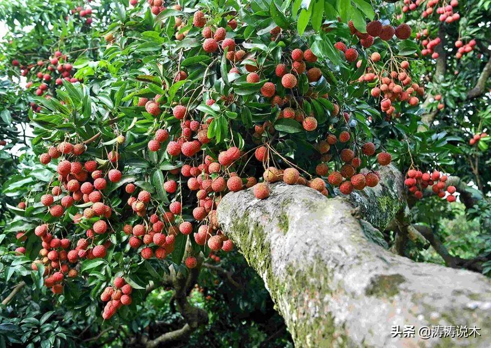 农村常见的木质坚硬的树有哪些,农村常见的一种结黄色果实的树