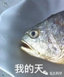 吃完屁股就流油的鱼,吃完屁股里冒油的鱼
