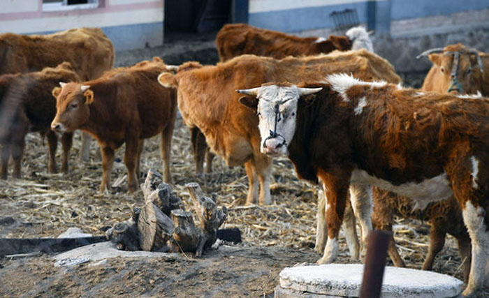 延边黄牛品质提升,黄牛变身致富牛图片