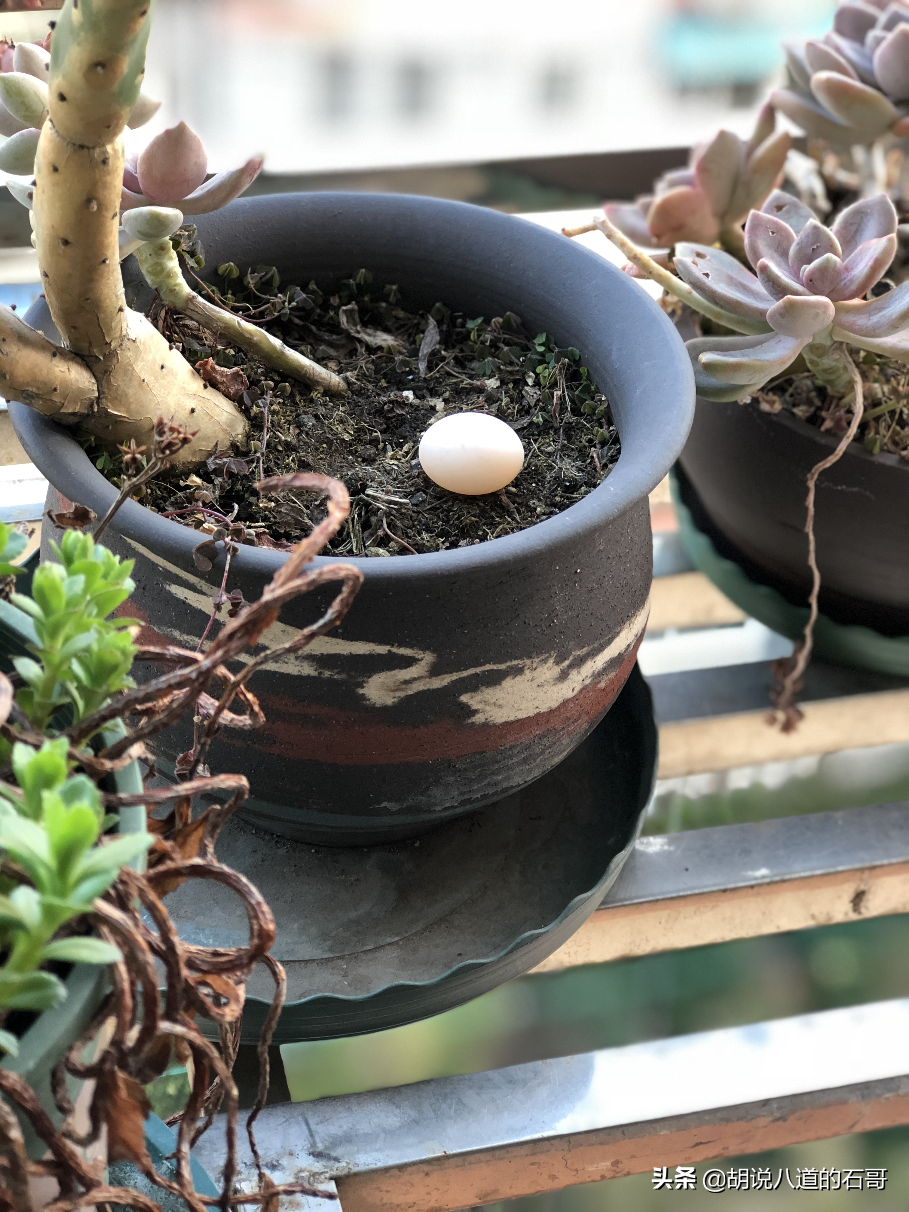 我家花盆飞来一对爱情鸟，花式秀恩爱，当我是空气？